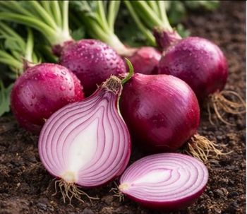 Oignon rouge 80 graines 