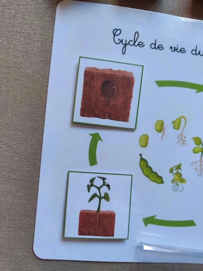 Kit cycle de vie d'une haricot + véritables graines Montessori - photo numéro 6