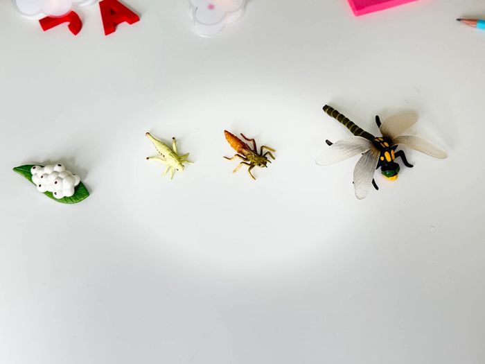 Cycle de vie: Figurines de la Libellule (Langage, sciences.) - photo numéro 2