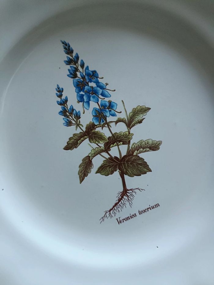 Lot de 8 assiettes vinteges herbes aromatiques - photo numéro 3