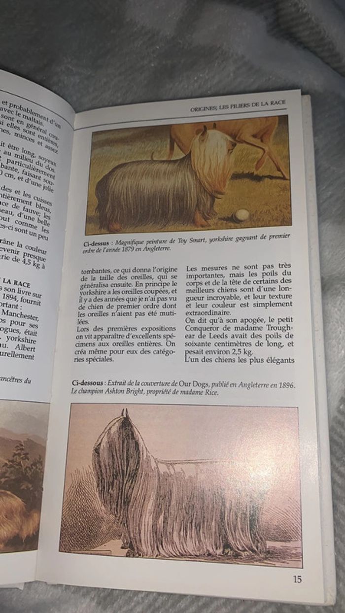 Le yorkshire - photo numéro 3