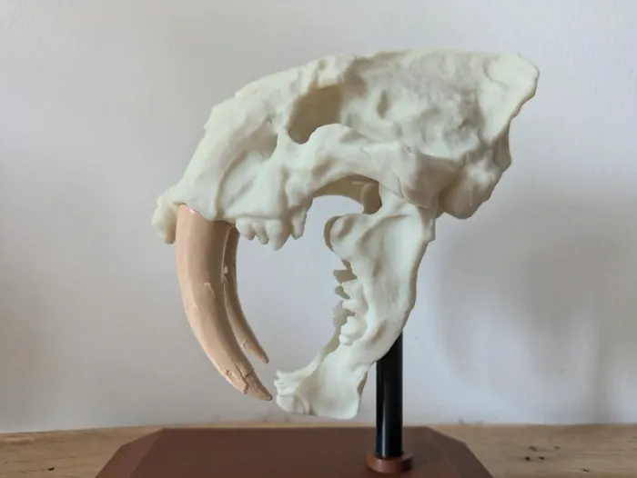 Crâne de tigre à dents de sabre smilodon - photo numéro 5