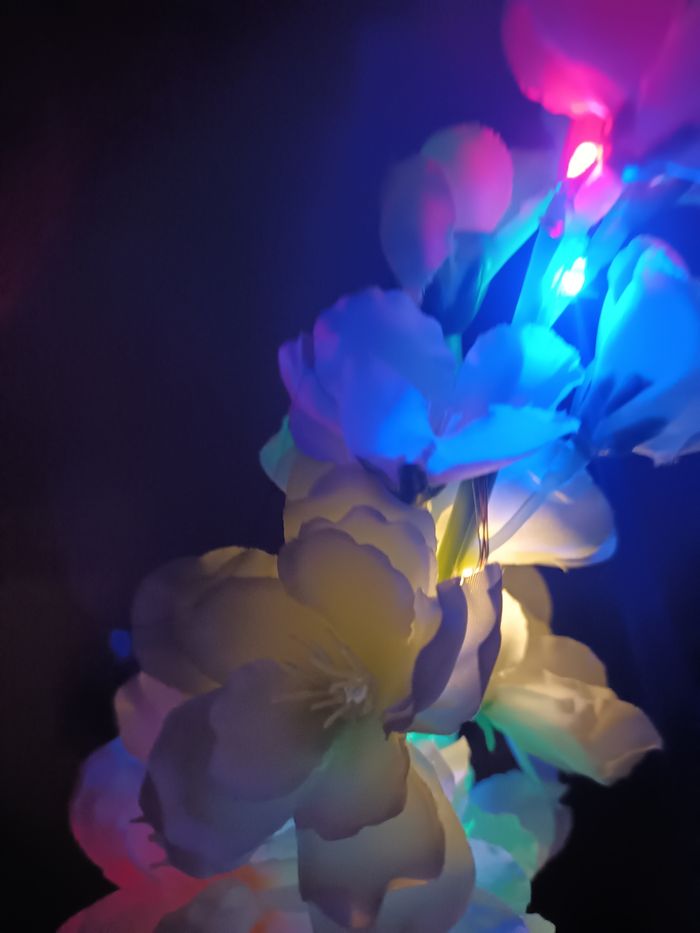 Fleurs solaire - photo numéro 9