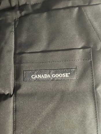 Canada goose