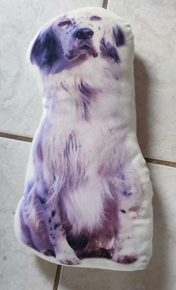 Coussin setter anglais