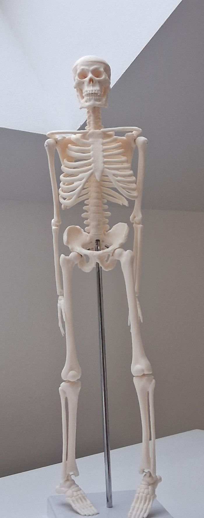 Mini modèle squelette humain pour anatomie