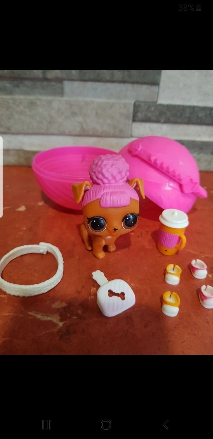 Pets animals Hooper D.O.G - photo numéro 2