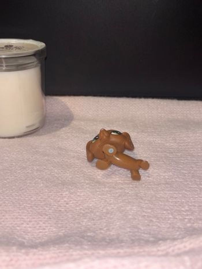 teckel #556 - photo numéro 2