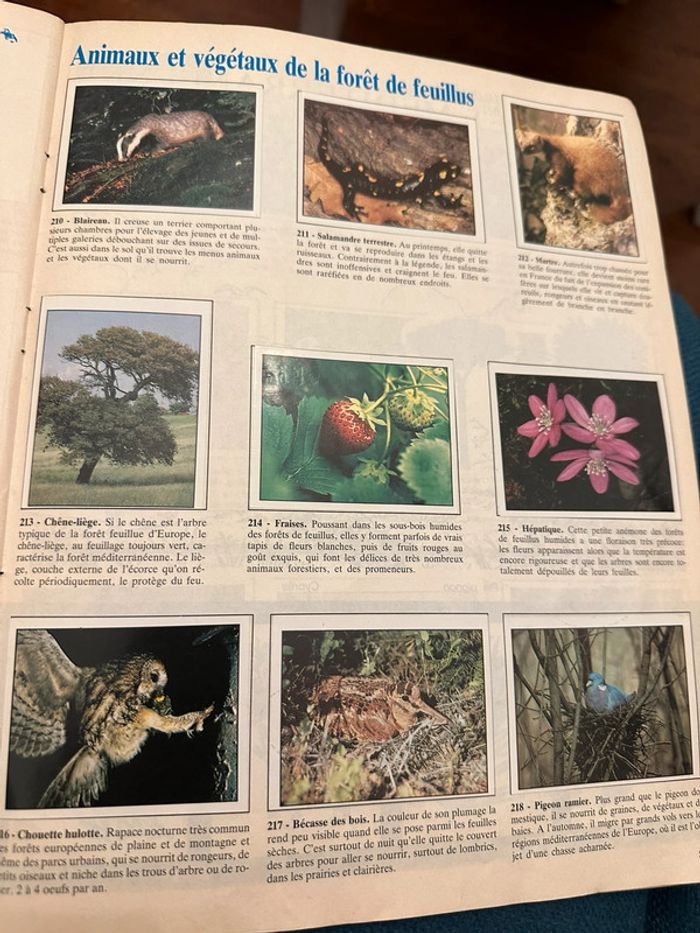 Album Panini complet WWF Nature en danger fonds mondial pour la nature stickers autocollants livre - photo numéro 8