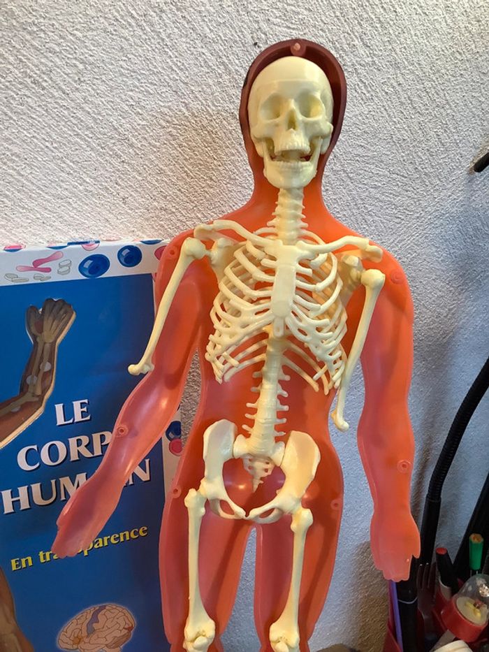 Figurine et livre sur le corps humain - photo numéro 3