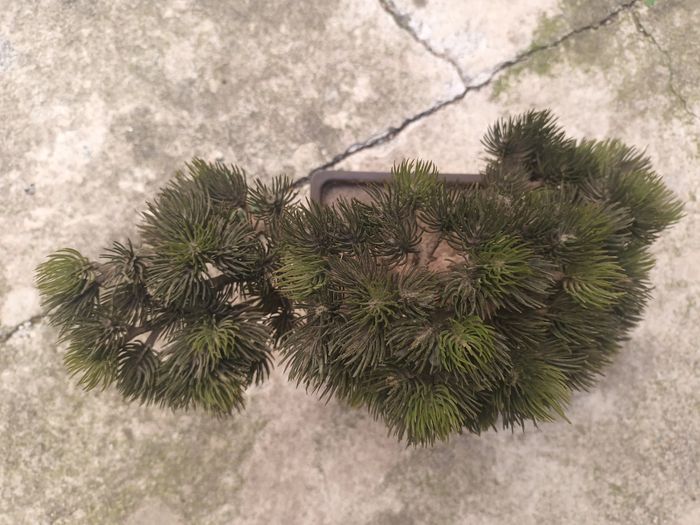magnifique arbre vintage bonsai pin conifère déco - photo numéro 2