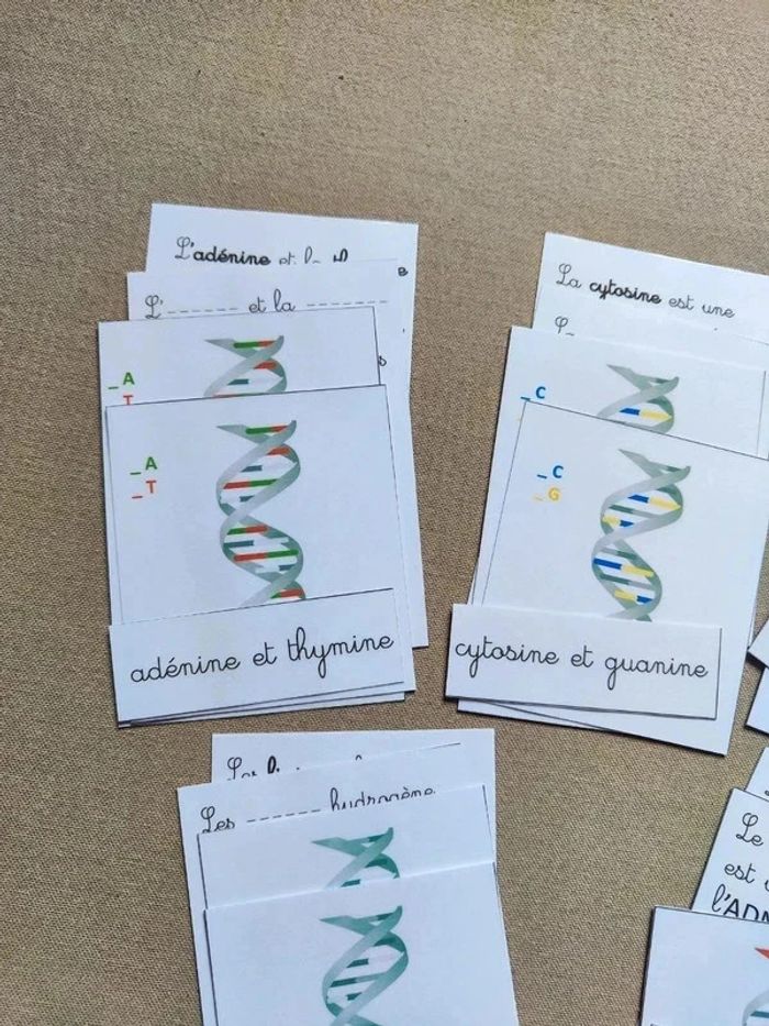 Cartes de nomenclature de L'ADN - photo numéro 2