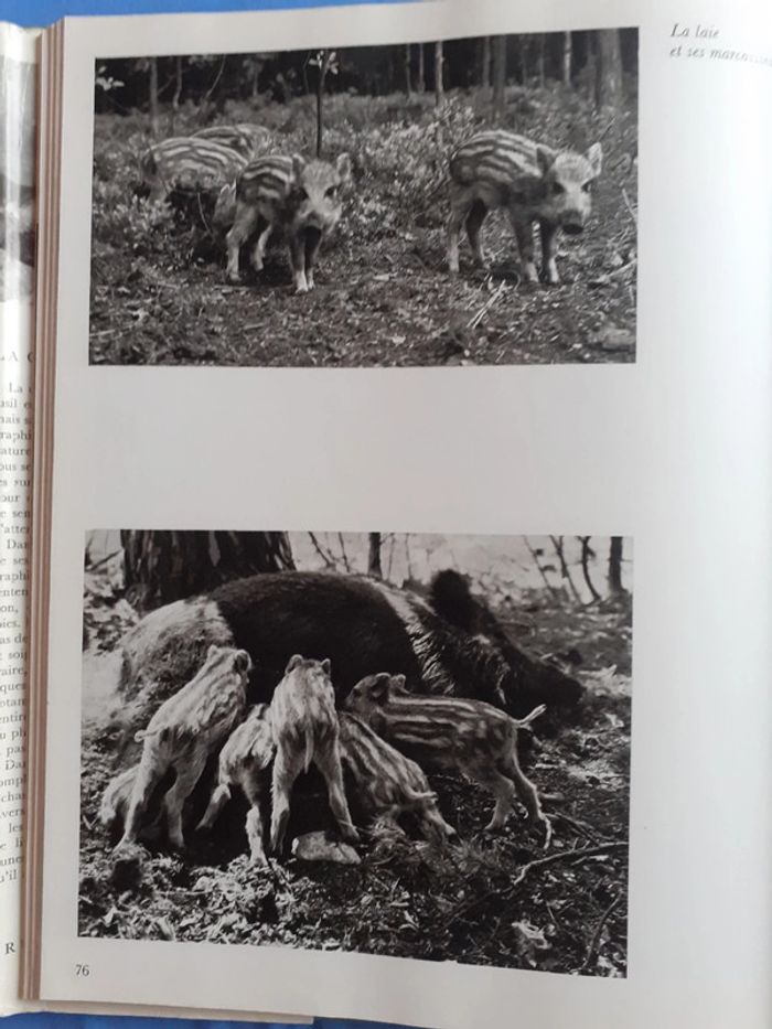 La chasse silencieuse Jaroslav Holecek - photo numéro 4