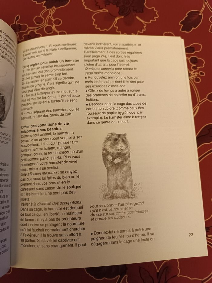 Hamster mode de vie - photo numéro 4