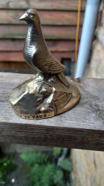 Pigeon Raynal  "Le  Vaillant"