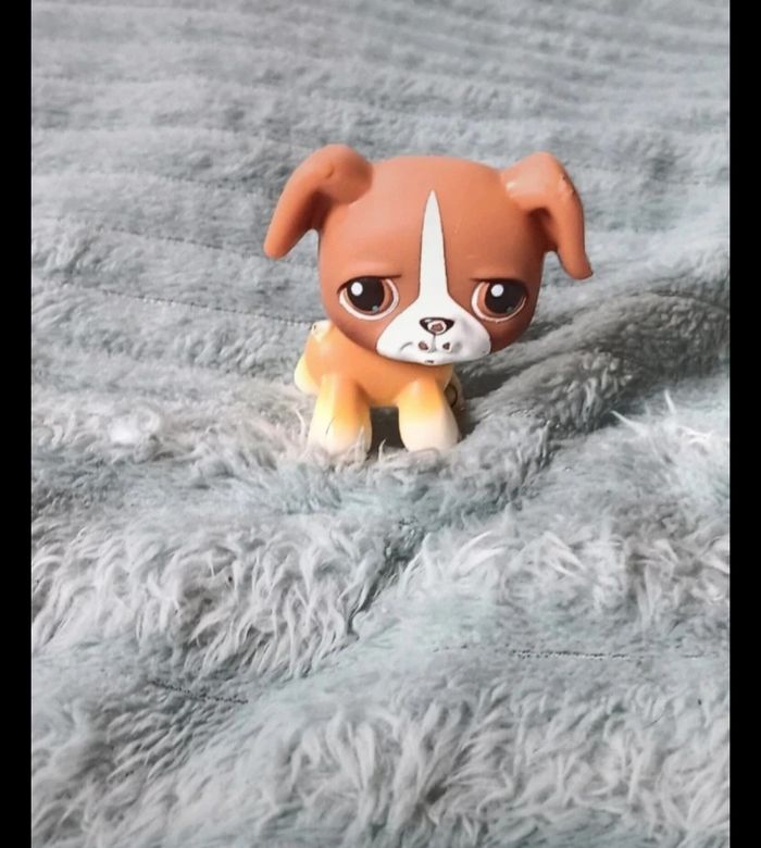 Petshop chien 25 - photo numéro 2