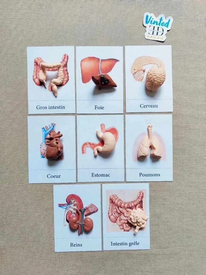 Cartes de nomenclature des organes du corps humain + figurines