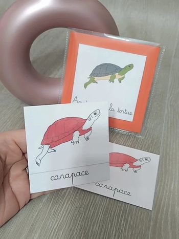 Cartes de nomenclature de la tortue