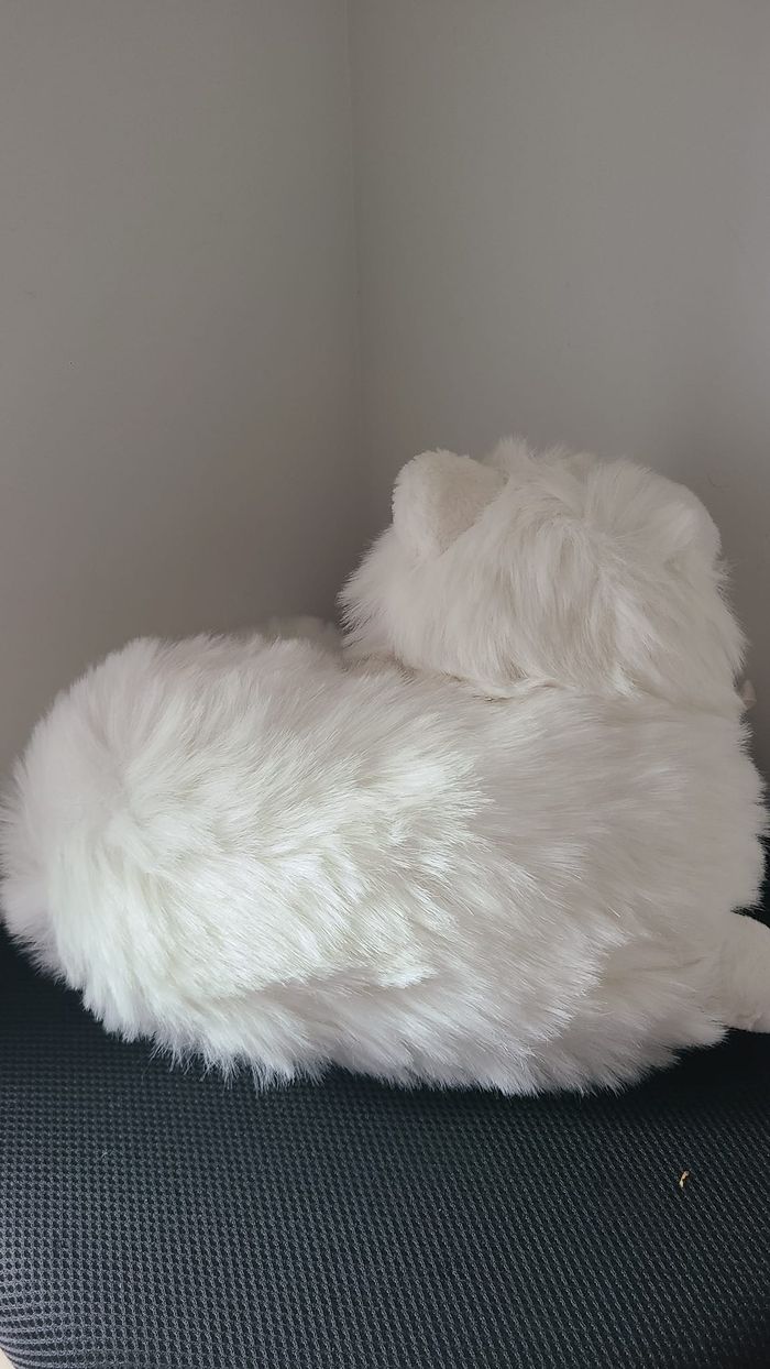 doudou chat - photo numéro 2