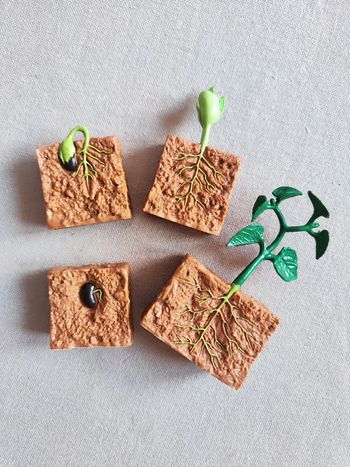 Cycle de vie du haricot