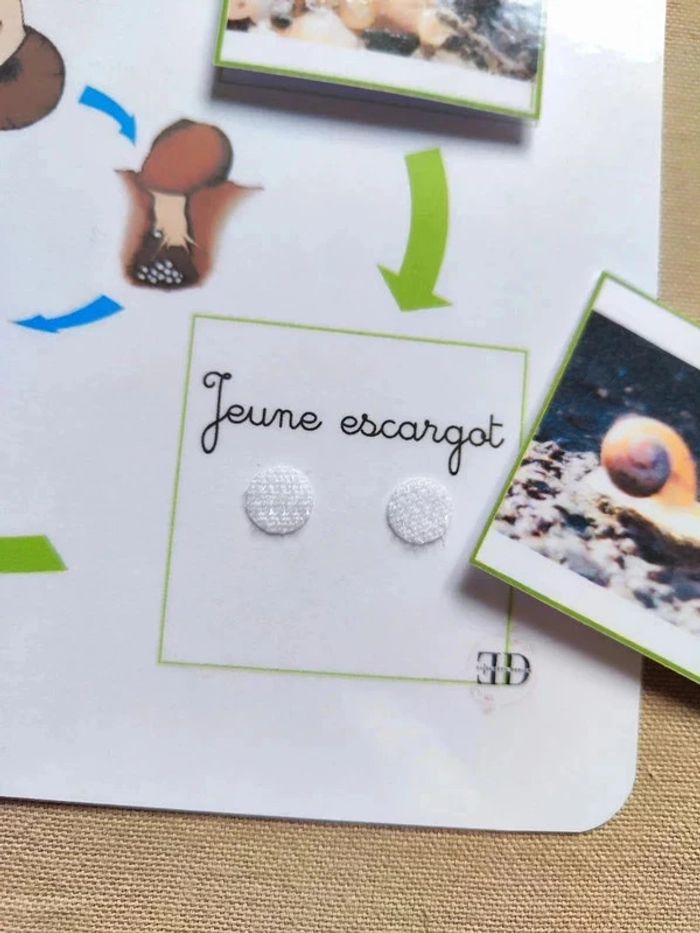 Kit cycle de vie d'un escargot Montessori - photo numéro 3