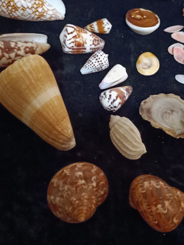 Coquillages  Ste Lucie rose des sables - photo numéro 4