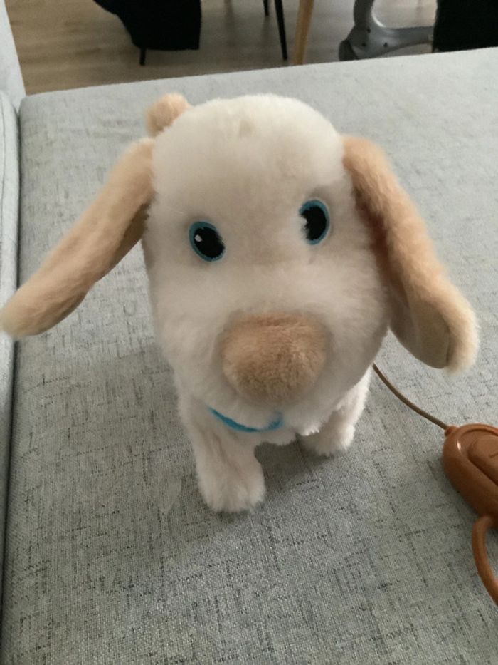 Chien - photo numéro 3