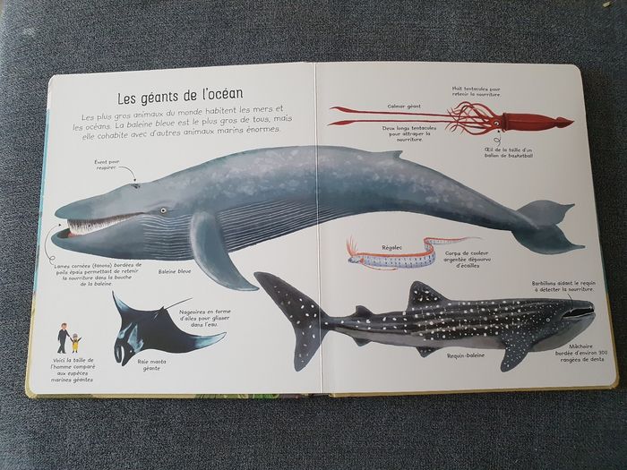 Mon premier livre sur les mers et les océans - photo numéro 3