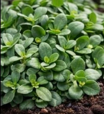 Pourpier 600 graines 