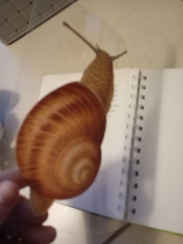 Lot livres mes premières découvertes Gallimard jeunesse la forêt l'escargot le dauphin - photo numéro 3