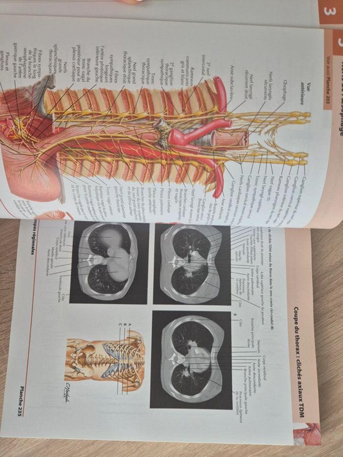 Atlas d’anatomie humaine Frank Netter –5e édition - photo numéro 5