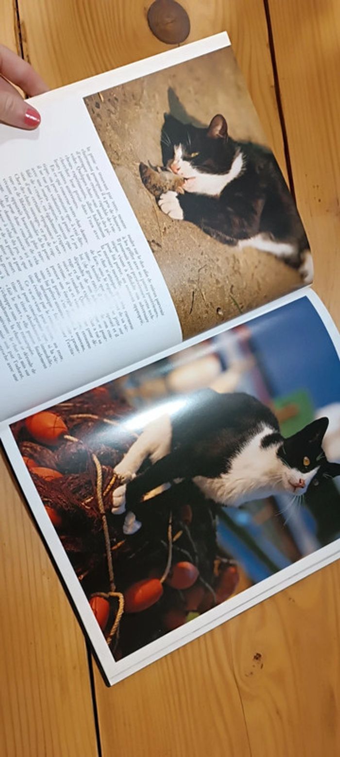 Grand livre sur les chats - photo numéro 2