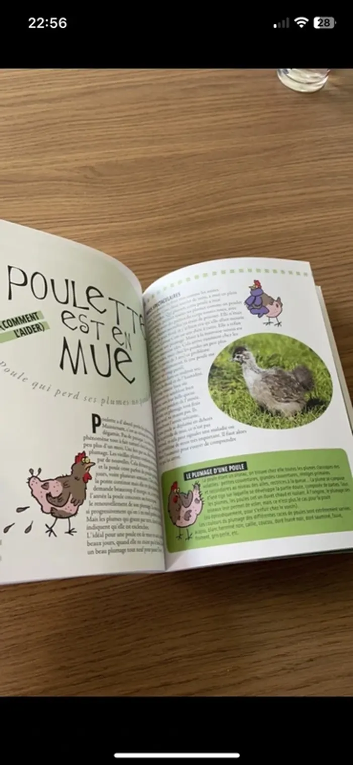 Livre Tout pour ma poule - photo numéro 5