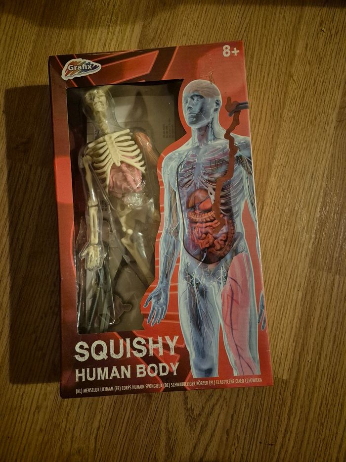 Squelette humain en plastique neuf