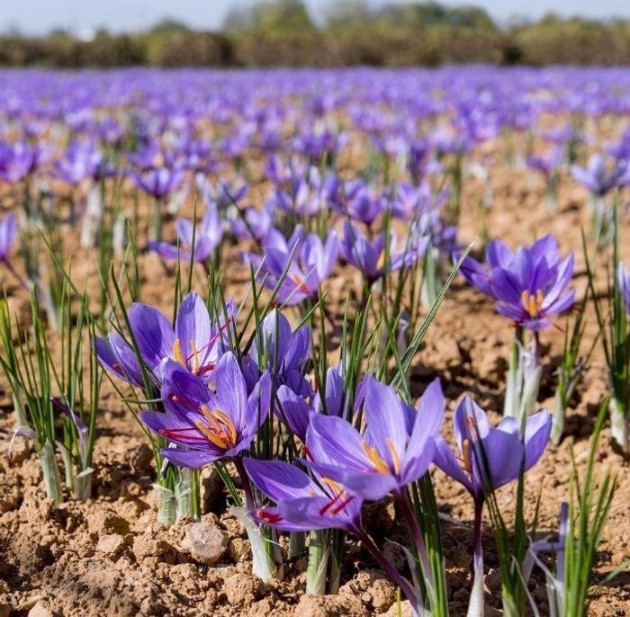Bénéficiez de --25  % sur lot50 bulbes crocus safran sativus  bio