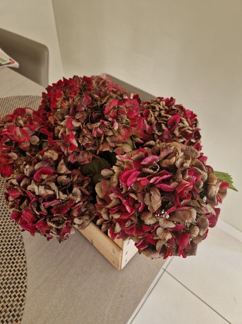 Cagette hortensias séchés