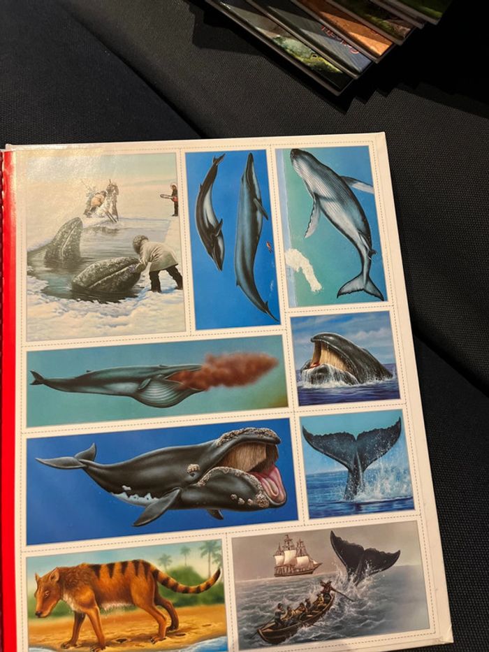 Livre pour enfants la grande imagerie fleurus les baleines - photo numéro 6