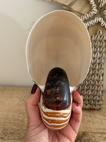 Grand coquillage nautile