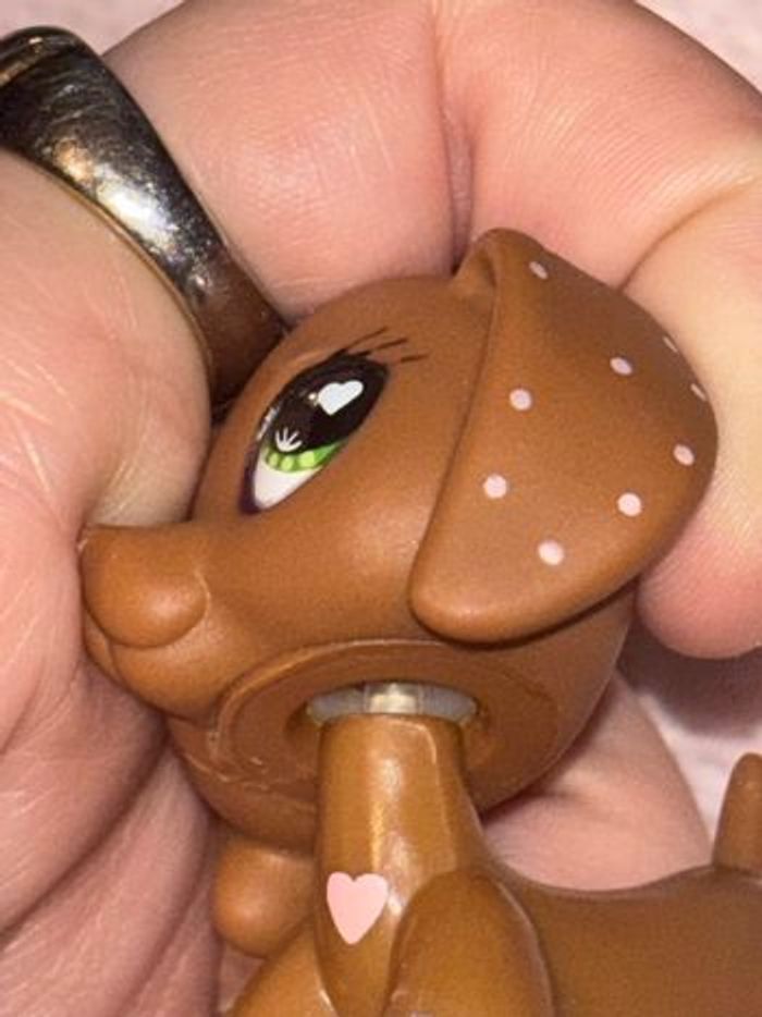 teckel #556 - photo numéro 4