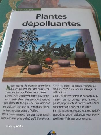 Plantes depolluantes