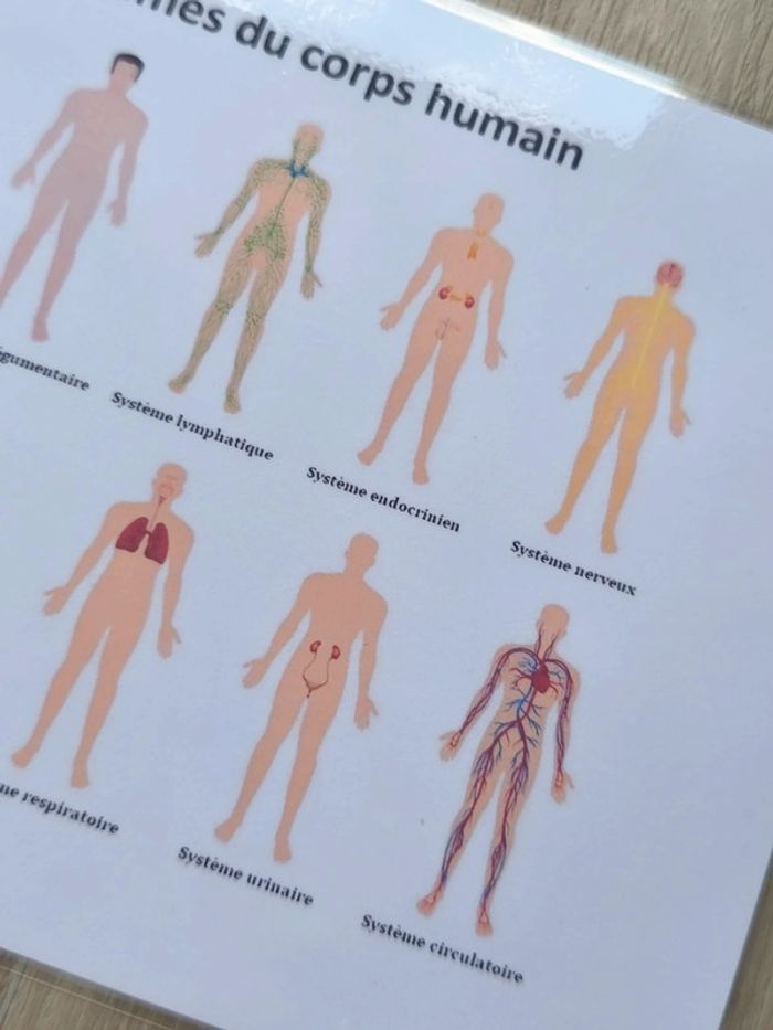 Fiche A4 plastifiée des 11 systèmes du corps humains - photo numéro 3