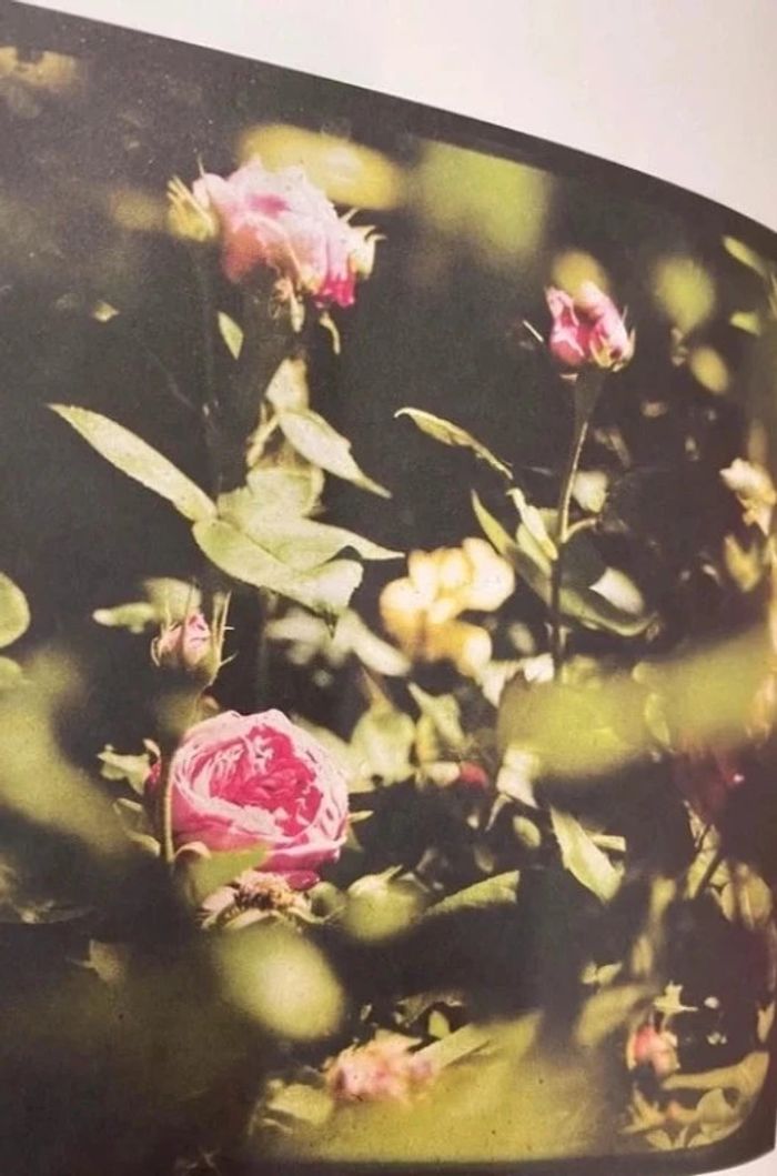 Livre Roses de Sandrine Bailly Editions de la martinière Neuf - photo numéro 6