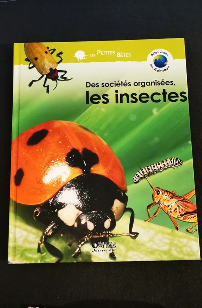 Des sociétés organisées, les insectes
