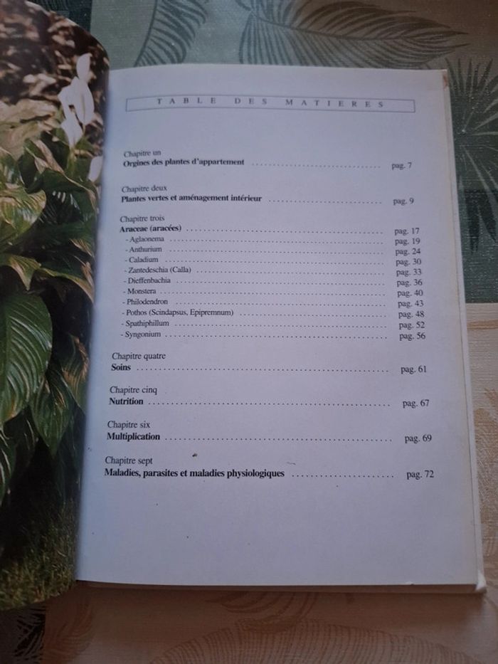 Plantes vertes d'appartement - photo numéro 2