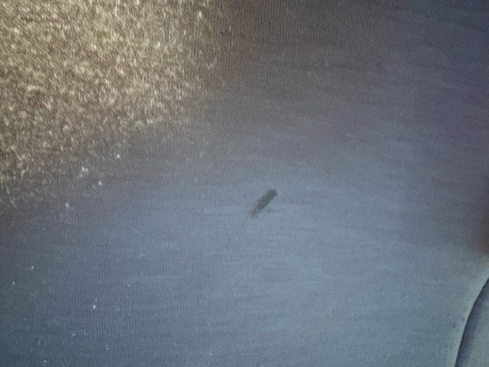 Doomoo - photo numéro 3