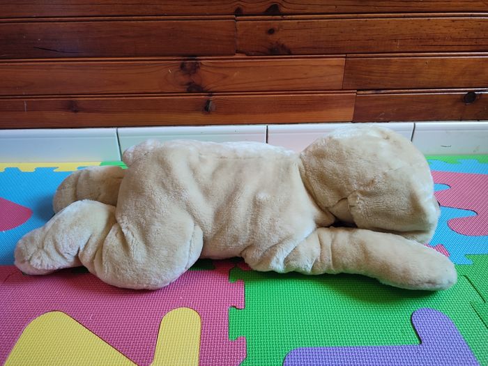 Chien - photo numéro 4