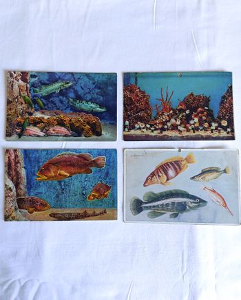 Lot 4 Cartes postales anciennes CPA Aquarium de Monaco dont une PS Bertault