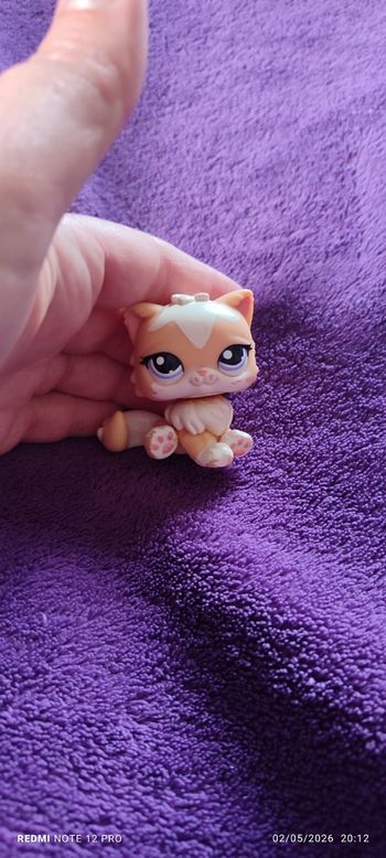 Petshop chat persan beige 