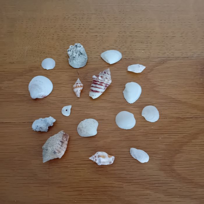 Coquillages