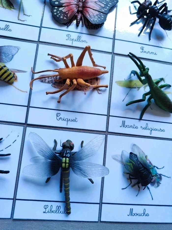 12 cartes de nomenclatures sur les insectes avec grands insectes Montessori - photo numéro 3
